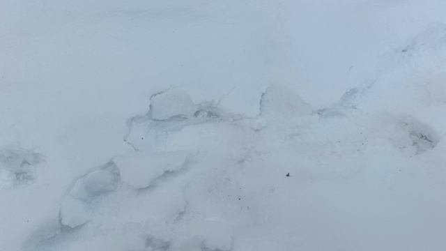 Зимовка пчёл в сарае 10.01.2025 смотреть онлайн
