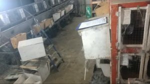 Кролиководство в прямом эфире #Макляк #Макрол