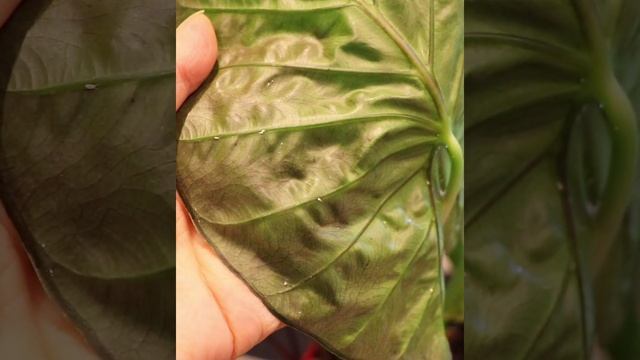 Pest are sneaky смотреть онлайн
