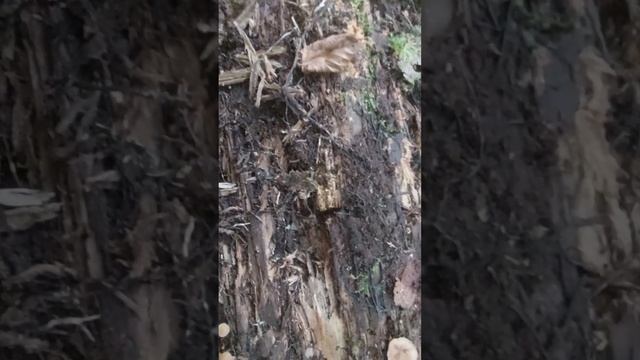 Грибы. Ложные опята. смотреть онлайн