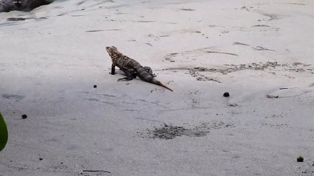 Black Spiny-Tailed Iguana on the beaches of Manuel Antonio National Park in Costa Rica смотреть онлайн