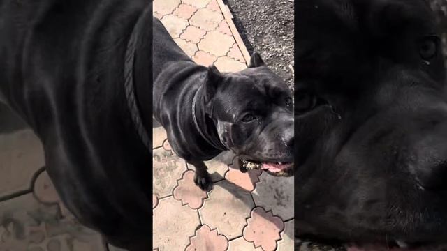 Талисман💙