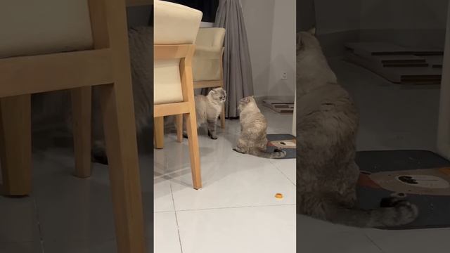 Миса в гостях у Лелика 🏠