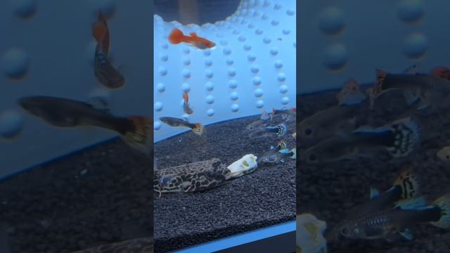 Первое кормление новых жильцов в аквариуме 😎 смотреть онлайн