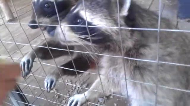 Как я кормил енотов :3 | as raccoons eat . mercy смотреть онлайн