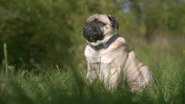 релакс cute pug - милый мопс смотреть онлайн