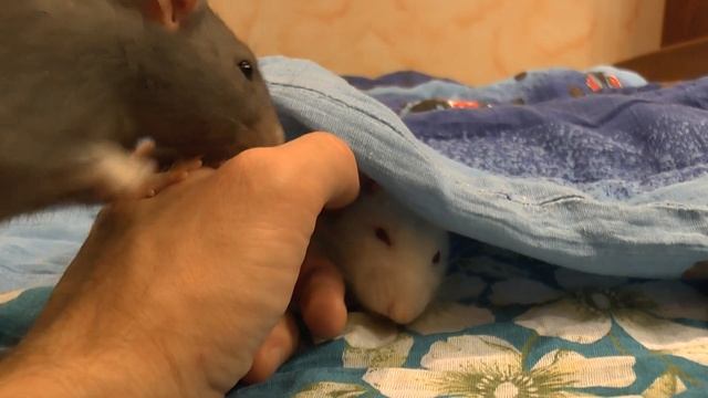 Змей-почесун смотреть онлайн