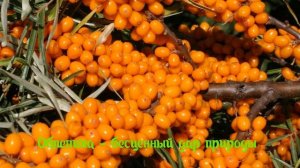 Облепиха. Ягоды облепихи. Целебный отвар и настой из ягод облепихи. Полезные свойства.