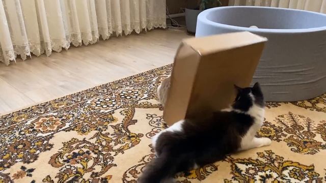 Школа котов:контрольна работаЧеленж найти мишу длякота юги! если котики ходили в школу#анукадавайка смотреть онлайн