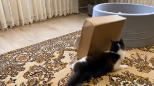 Школа котов:контрольна работаЧеленж найти мишу длякота юги! если котики ходили в школу#анукадавайка