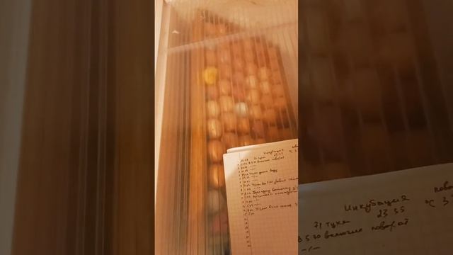 Инкубация яиц день 15. #инкубация #вашаферма #инкубацияяиц #инкубатор #нормалуппер #цыплята #несушки