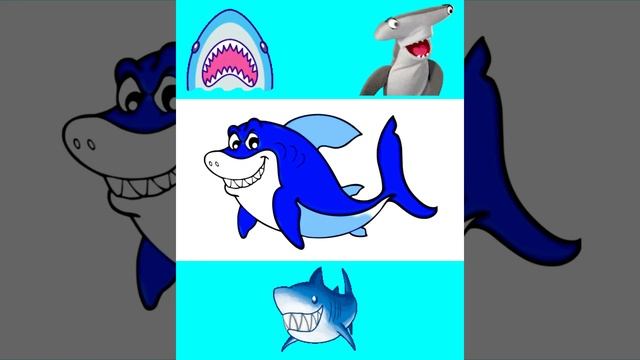 Акула 🦈 Shark 😱😍 #youtubeshorts #shorts смотреть онлайн