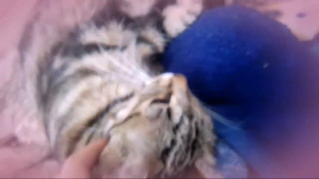 Милые котейки ^-^ смотреть онлайн