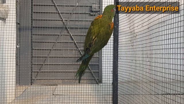 Red Fronted Macaw DNA Female Going To Happy Customer Karachi смотреть онлайн