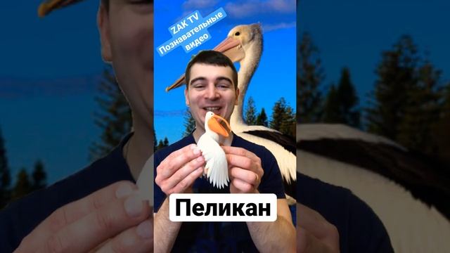 Почему пеликаны не могут нырять под воду и зачем им такой большой клюв? смотреть онлайн