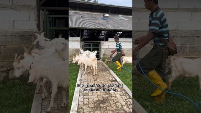 Hukum pemasangan Eartag (penanda telinga) pada hewan kurban #kambingperah #kambingsusu #goat смотреть онлайн