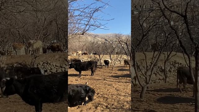 Дикий бык смотреть онлайн