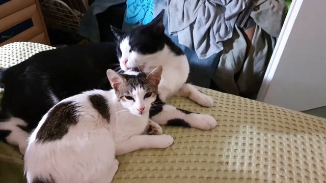 кто-то кого-то лижет смотреть онлайн