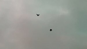 СВГ голуби И.В.Сало Уютное. Борьба голубей с очень сильным ветром 18.03.23 молодёжь 2022г.