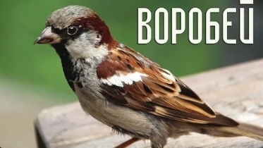 воробей Саша Чёрный | Новая рубрика читаем литературное чтение! смотреть онлайн