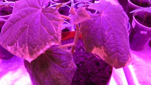 #4 Огурец Бьерн, Кураж, Лютояр, Адмирал, Меренга/Профилактика от пероноспороза. смотреть онлайн