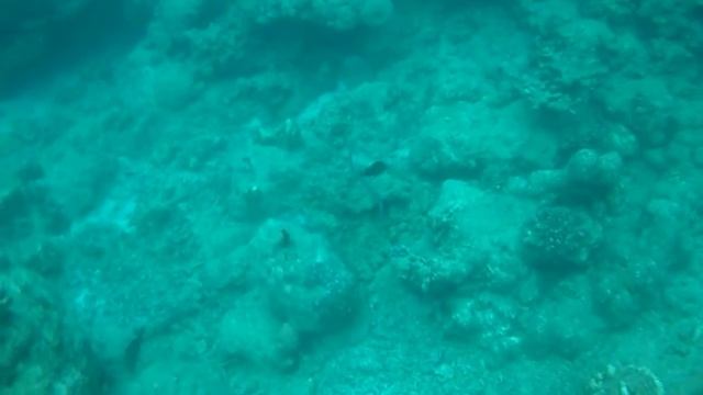 Laticauda colubrina смотреть онлайн