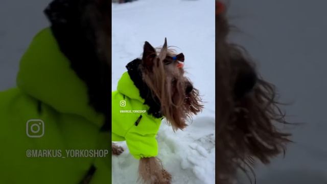 Маркус и Чаки 😍 #йоркширскийтерьер #йорк #yorkie #yorkshire #йоркмини #dog #йоркомания #йоркомир смотреть онлайн