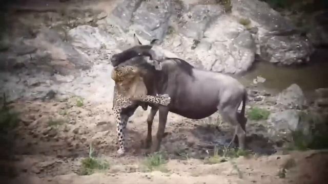 40 Tiere Die Sich Mit Dem Falschen Gegner Angelegt Haben ! смотреть онлайн
