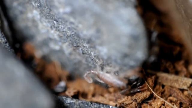 Euscorpius italicus instar 2 scorpions macro video in HD смотреть онлайн