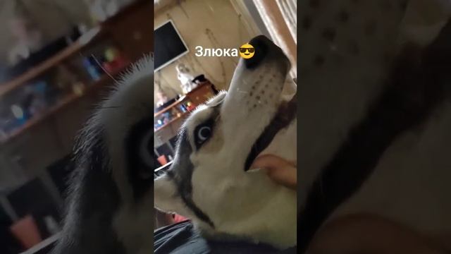 злюка #любовь #собаки #юта #хаски смотреть онлайн