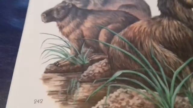 Капибары-родственники морских свинок🐹 смотреть онлайн