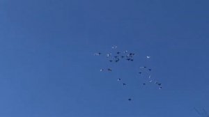 Пермские ижевские голуби 🕊