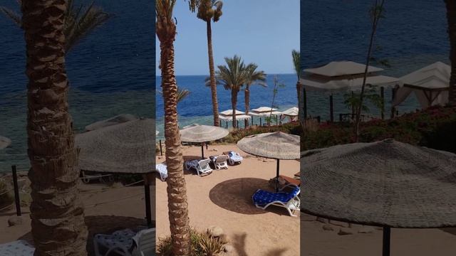 🇪🇬 Grand Rotana Hotel & Sharm El Sheikh 🐪#short #shorts ##shortvideo #shortsvideo #egypt #sea смотреть онлайн