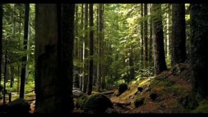 Musoxon Nurmatov - ,,Kelsun'' Mashrab | Мусохон Нурматов - ,,Келсун'' Машраб