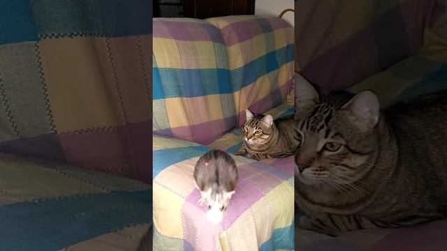 Кот и крыса смотреть онлайн