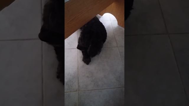 как кошка с собакой реально смотреть онлайн