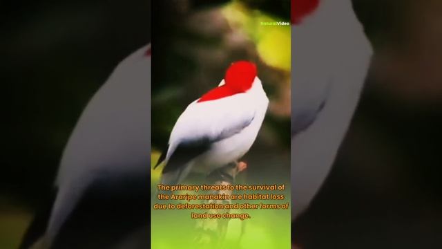 Bird with beautiful Crown смотреть онлайн