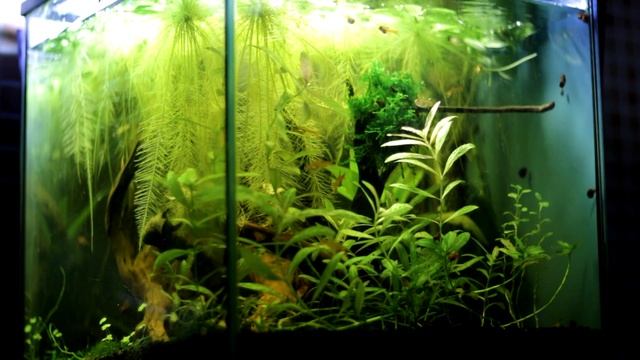 30 Lt Aquarium