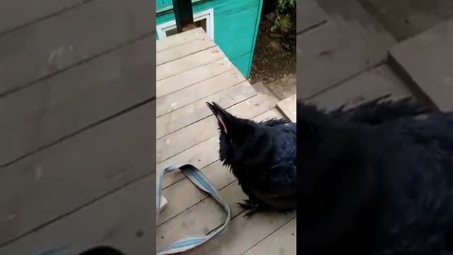 Жорик смотреть онлайн