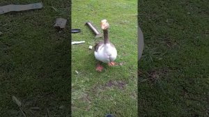 Гусь танцует