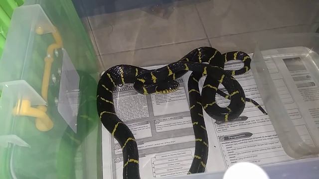 Feeding time Boiga Dendrophila смотреть онлайн