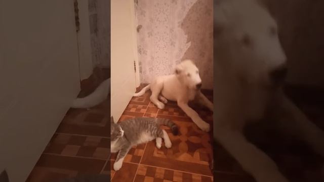 Алабайка Бэль и кошка Роза!!! Бои без правил.)) смотреть онлайн