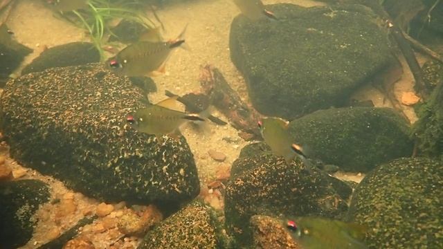 Astyanax leopoldi смотреть онлайн