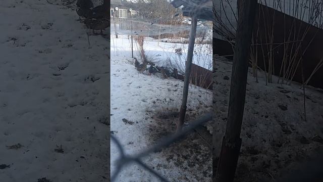 утка подсадная весенняя охота смотреть онлайн