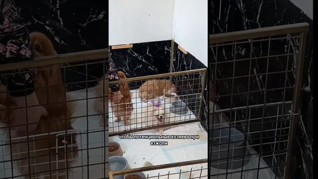 Название приюта в конце видео! смотреть онлайн