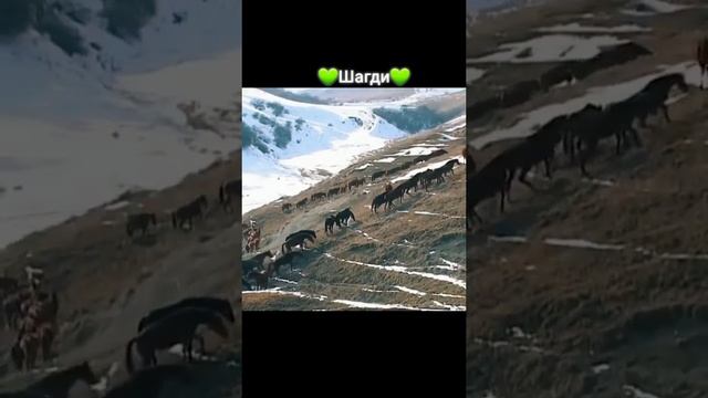 Черкесская лошадь (кабардинской породы), Шагди | CIRCASSIA TIME смотреть онлайн