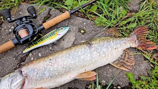 С большими приманками на щучий пруд