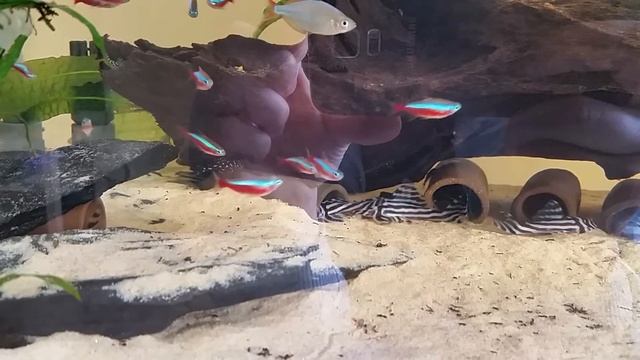 Hypancistrus Zebra L 046 tank смотреть онлайн