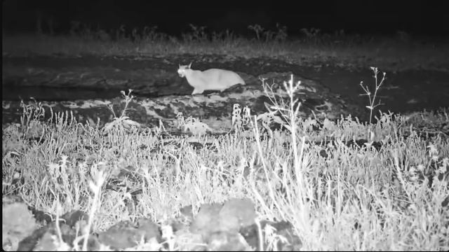 Very rare quick sighting of a Caracal at ol Donyo. Cam is having issues. смотреть онлайн