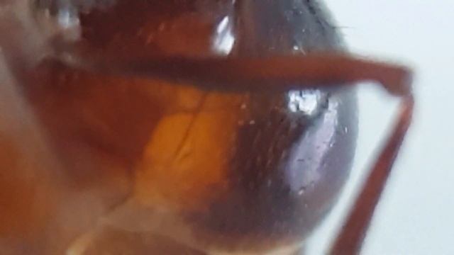 Carebara diversa #8 🔬close-up super major (macro lens) 🔎zoom zoom🔍 смотреть онлайн